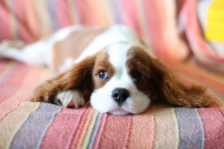 Votre propriétaire peut-il vous interdire d’avoir un chien ou un chat ? La loi de 1970 que peu de locataires connaissent