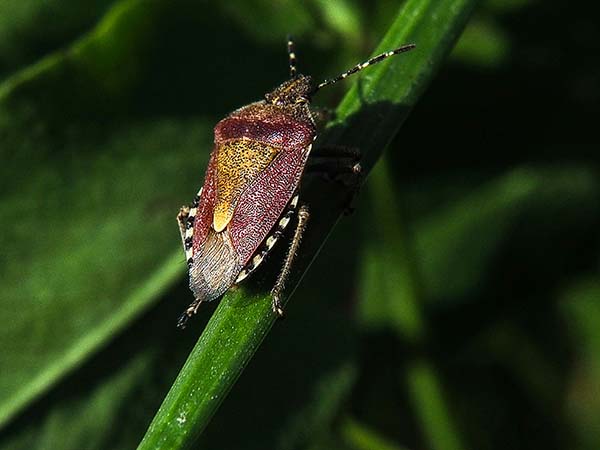 Invasion de punaises dans nos maisons : l’alerte automnale à ne pas négliger