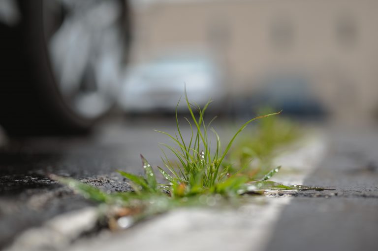 Mauvaises herbes : les astuces les plus efficaces pour les éliminer durablement sans produits chimiques