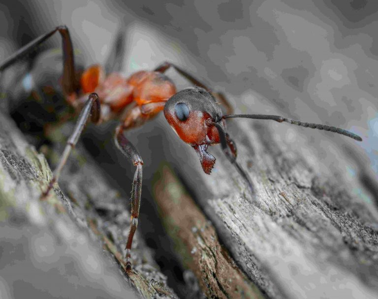 Fourmis dans la maison : les astuces les plus efficaces pour s’en débarrasser facilement et durablement