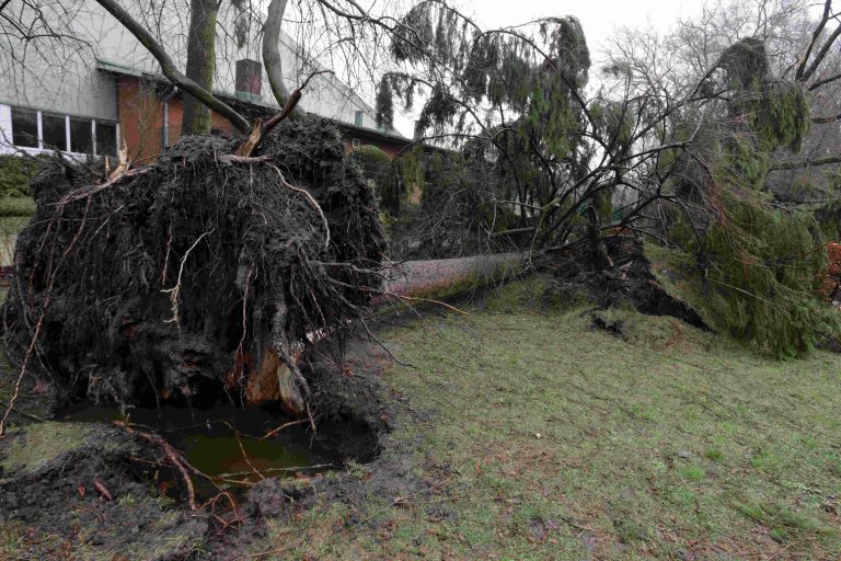 Arbre du voisin tombé chez vous après la tempête : qui paie vraiment ? (et le délai de 5 jours à ne pas rater)